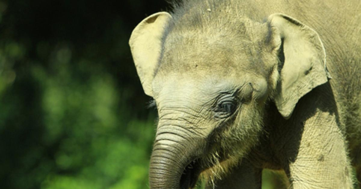 Elephants suffer as forestry habitat destroyed