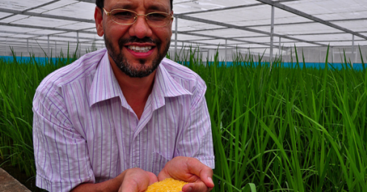 Golden Rice - a complex tangle of unanswered questions