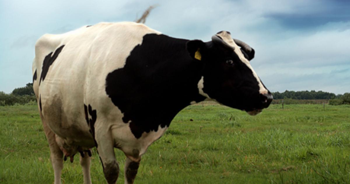 What's the beef?