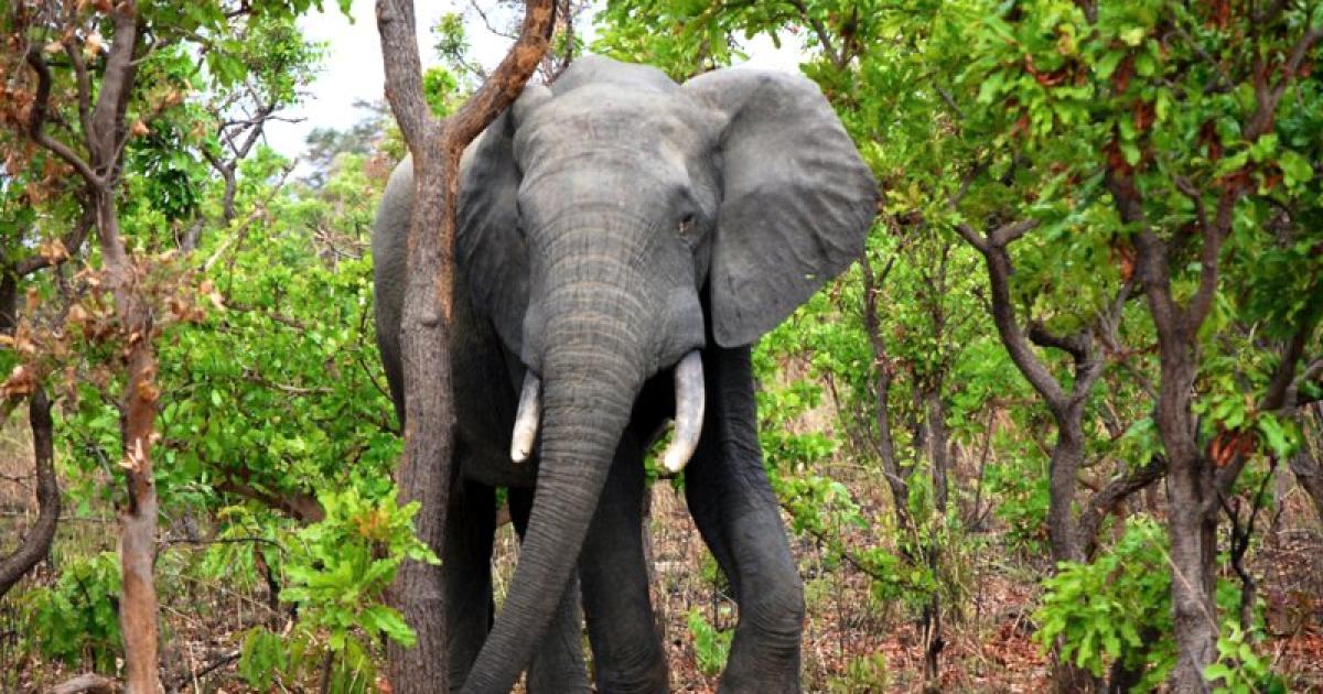 To Save The World s Large Herbivores We Too Must Make Them Welcome