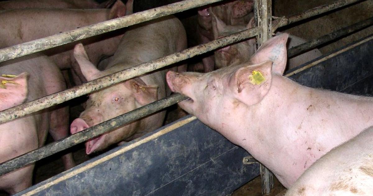 Pork Insect MRSA superbug found in pork meat and sausages - it's time for action