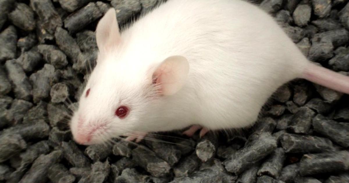 Lab rats used in safety studies eat feeds laced with pesticides ...