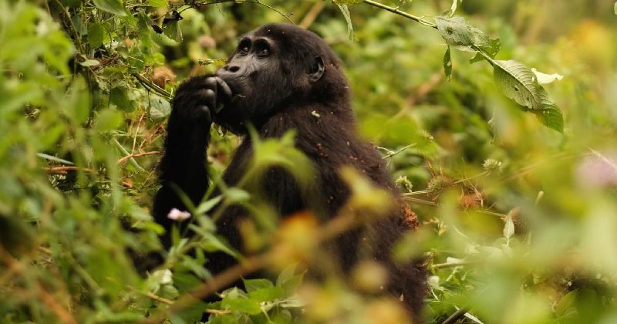 Uganda: Save Kafuga Forest and gorillas from tea plantations