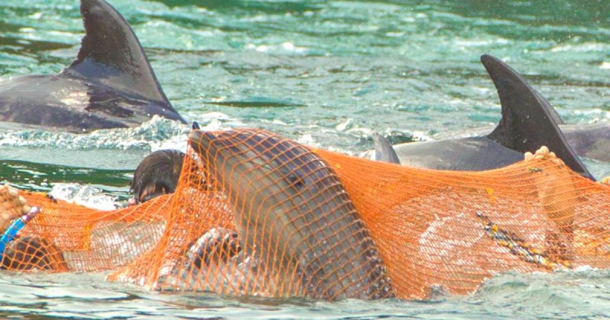 dolphins do not get caught by fishing hooks Dolphin Coat Hook – Seven Spring Dolphin Fishing Tips -