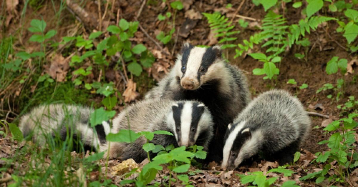 Why are Badgers always at the head of the 'Blame Queue'?