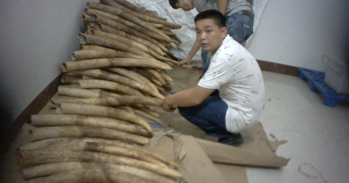 Exposed: The Chinese town at the centre of global ivory smuggling