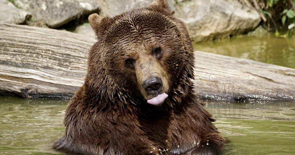 Wildlife protection groups criticise decision to reopen trophy hunting of brown bears and wolves in Romania