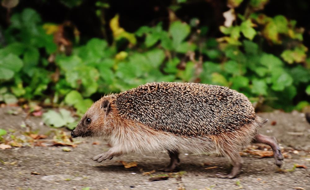 How we can help our hedgehogs after more than a decade of