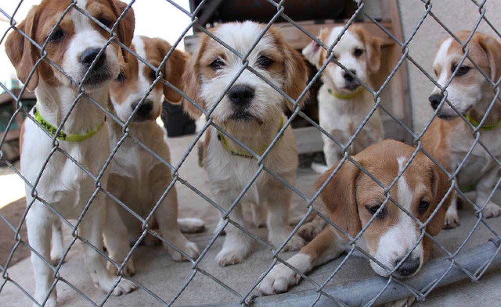 Lots of cute puppies