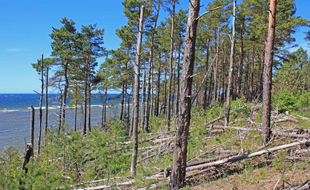 Trees near the coast
