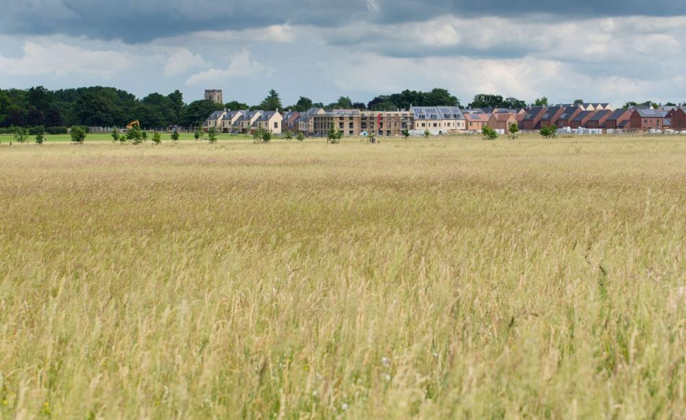 Meadows around housing can benefit wildlife, (c) Sarah Lambert