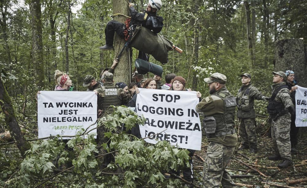 Anti-logging protestors from Greenpeace Poland