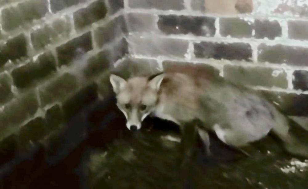 A fox