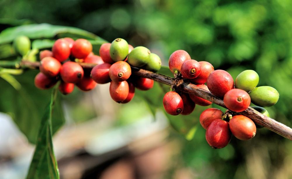 coffee industry sustainable