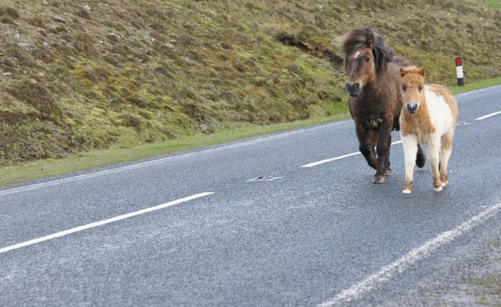 Two shetland ponies walking on a road