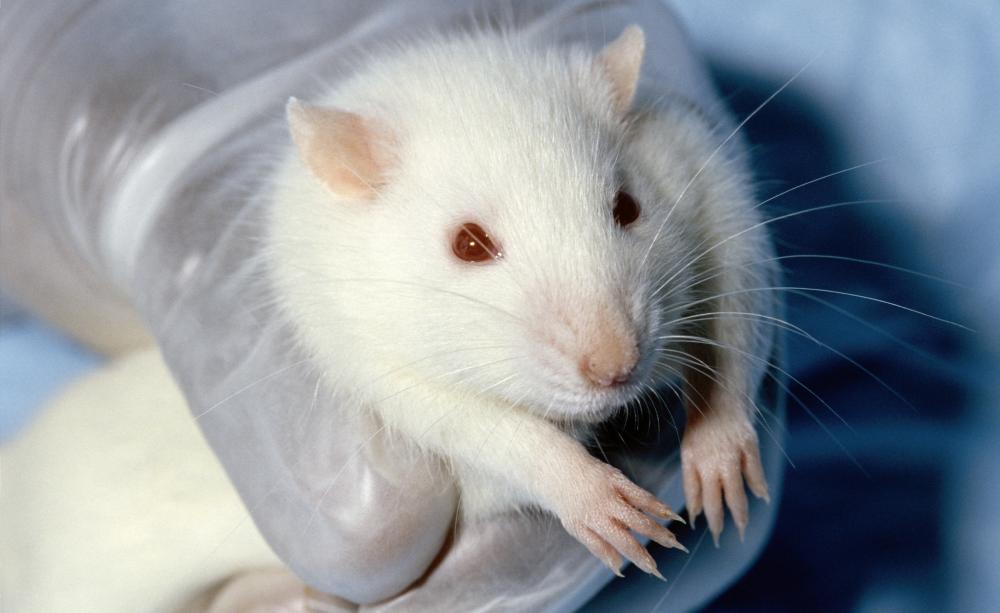 Does animal-based research constitute 'silent fraud', asks Andrew Menache.