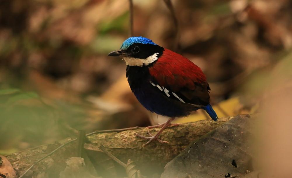 Blue-headed pitta