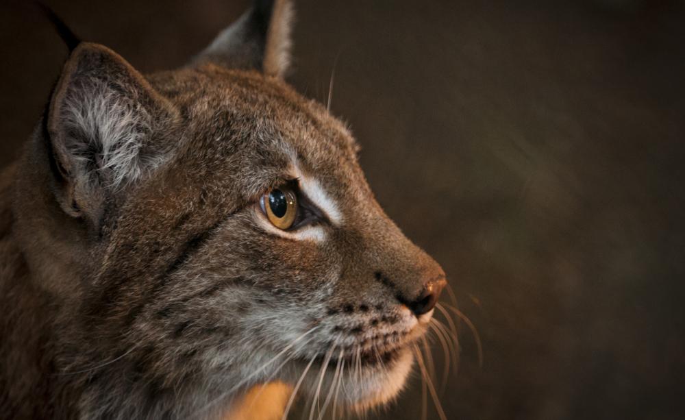 Photograph of a lynx