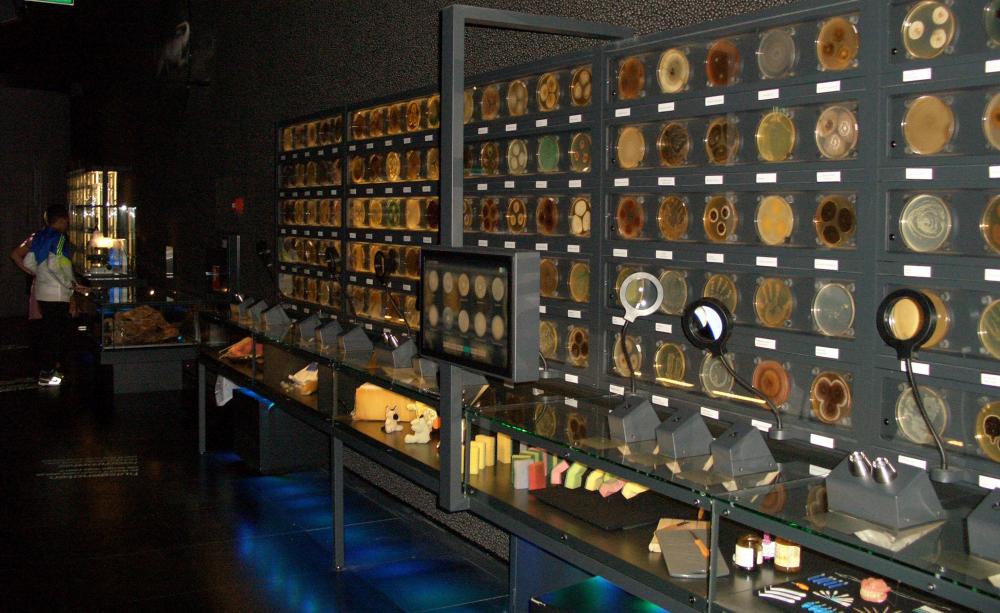 A photograph of a display at the Micropia museum in Amsterdam