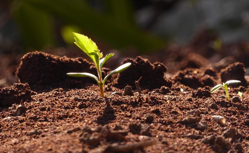 Photograph of a sprouting seed