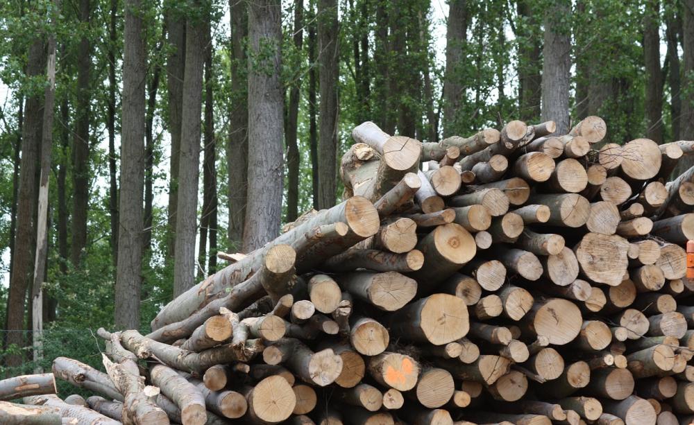 Wood used for biomass