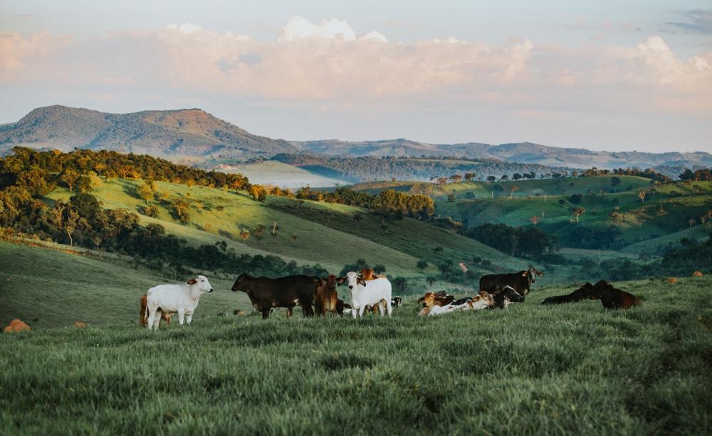 Cattle grazing