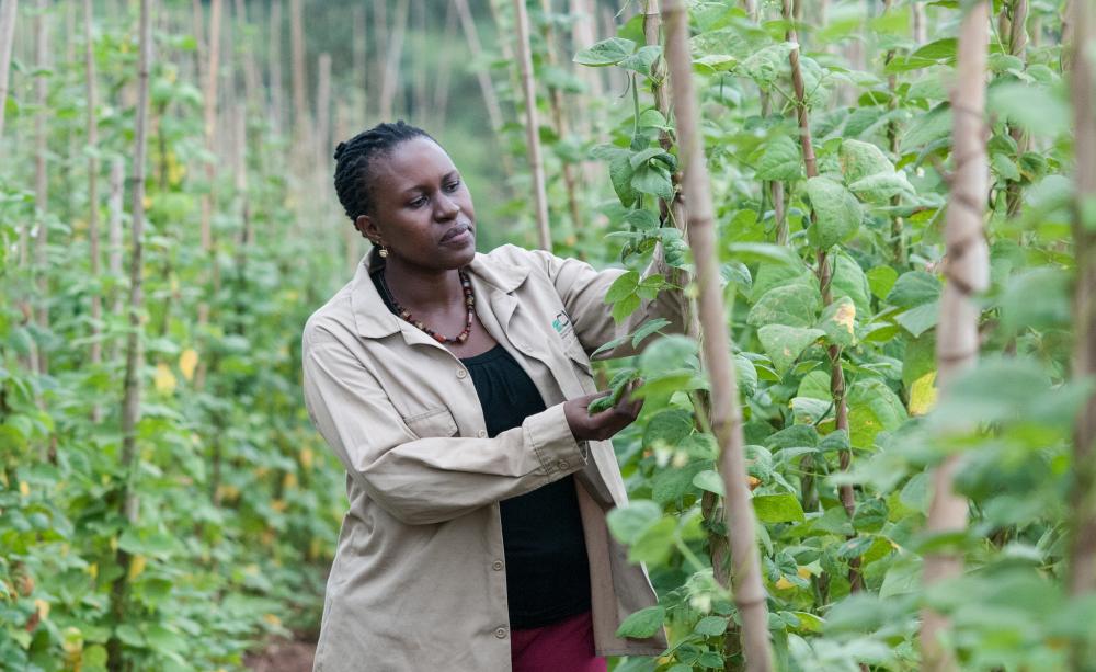 Growing 'climate-ready' crops