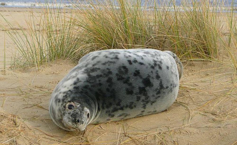 Seals and Horsey