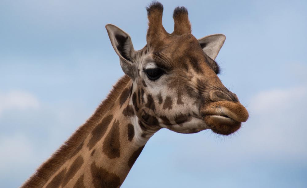 The most endangered animals in the world The most endangered animals in the world