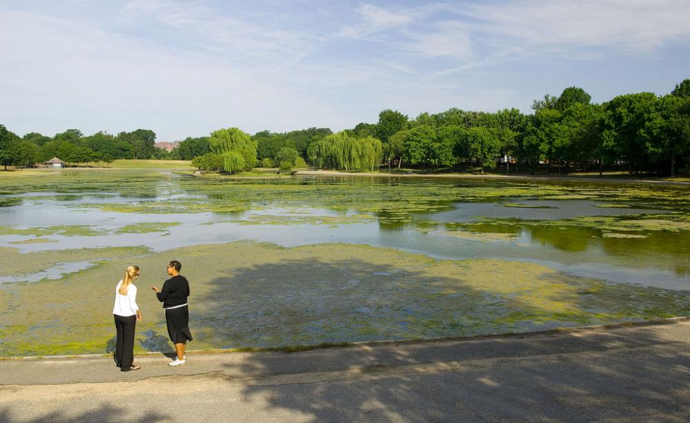 Algal bloom