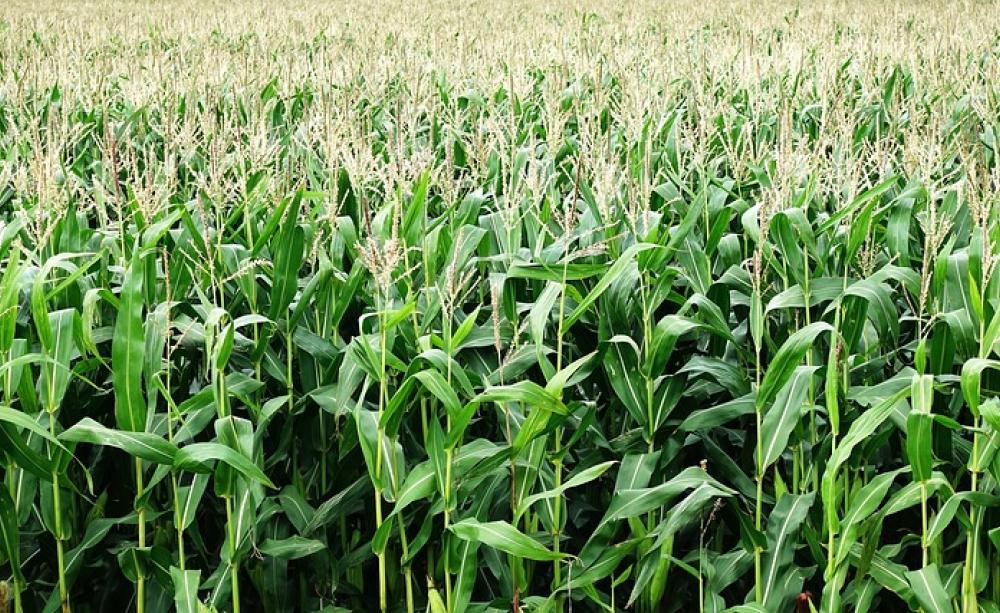 Maize