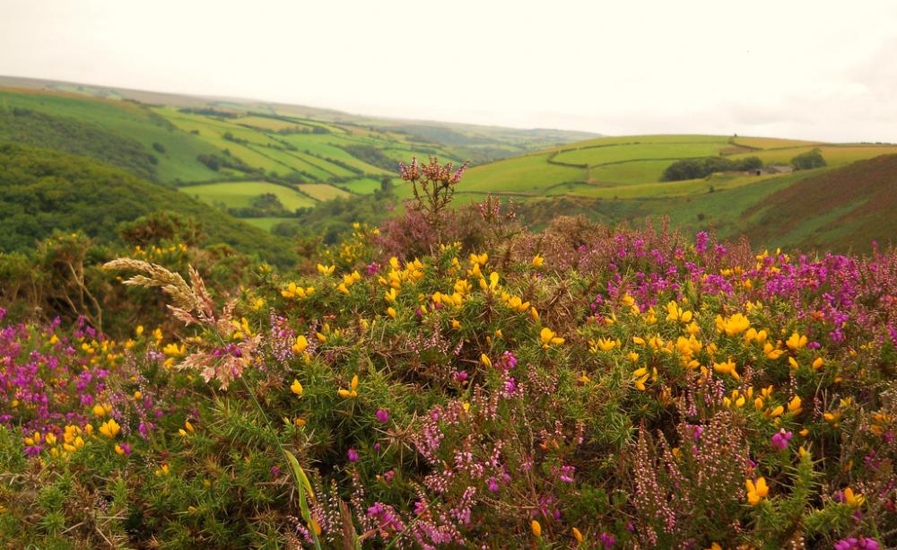 Flora and fauna on Exmoor