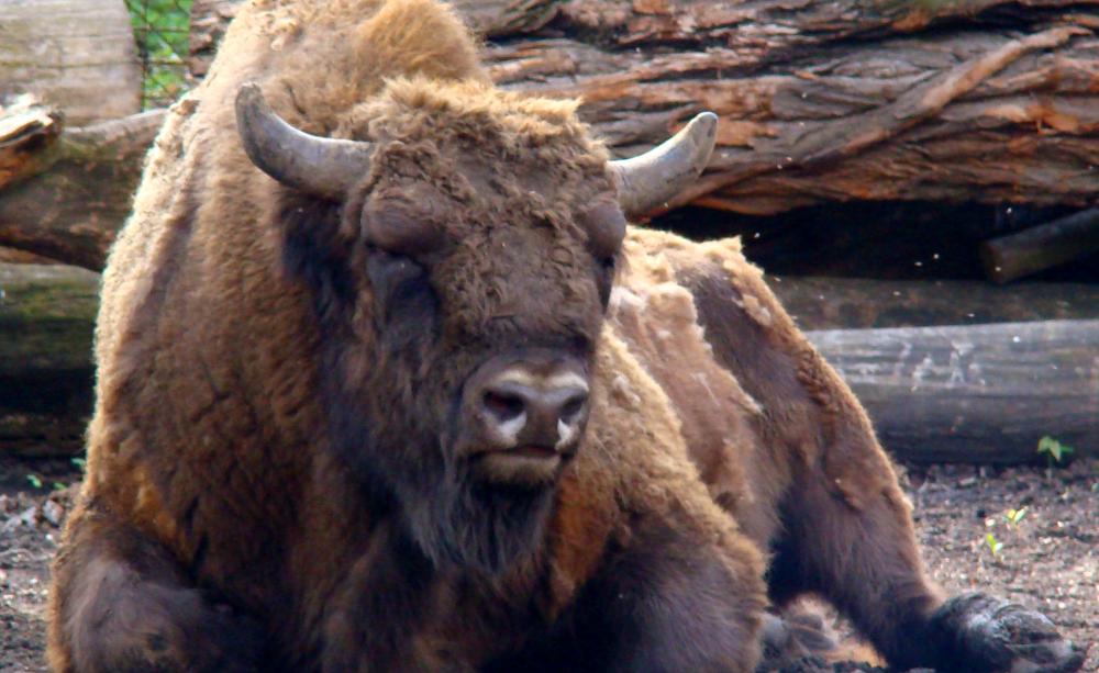 Bison