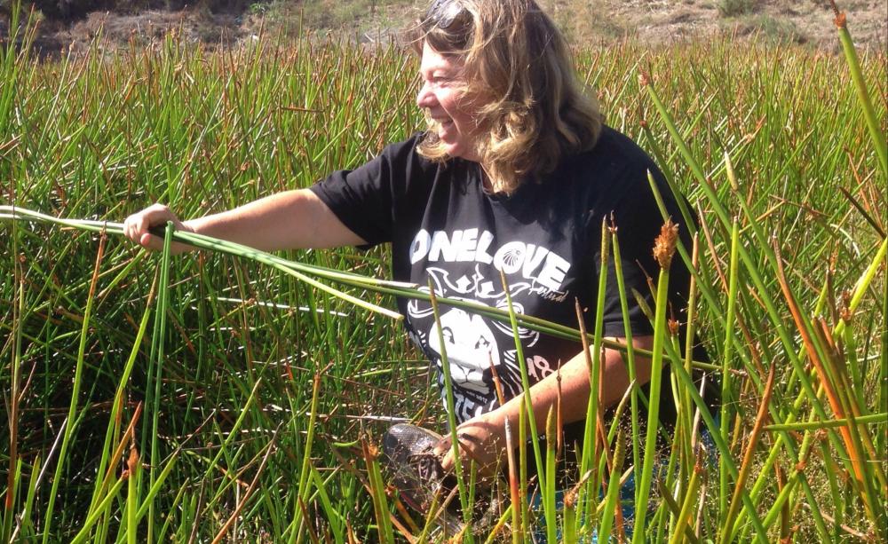 Pricilla Wehi harvesting kuta