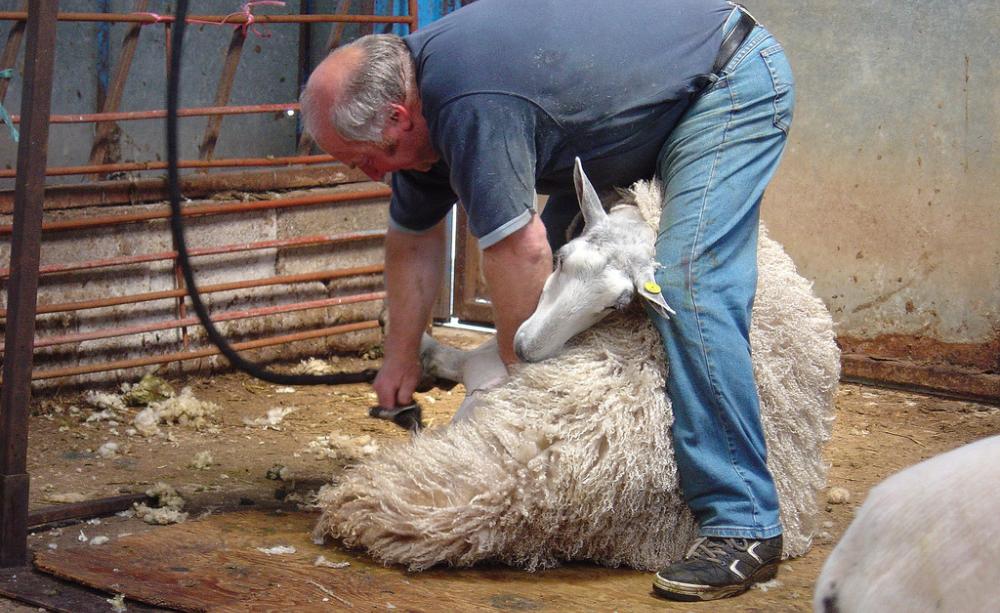 The environmental impact of wool