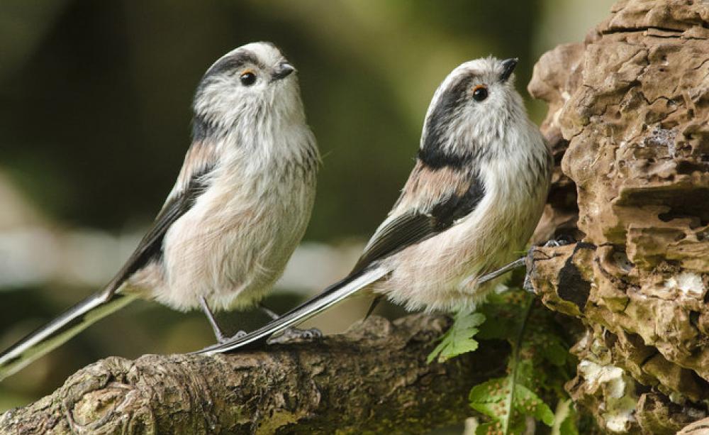 Long-tailed tits