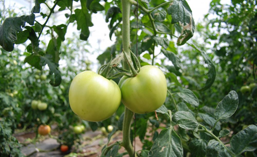 Tomatoes