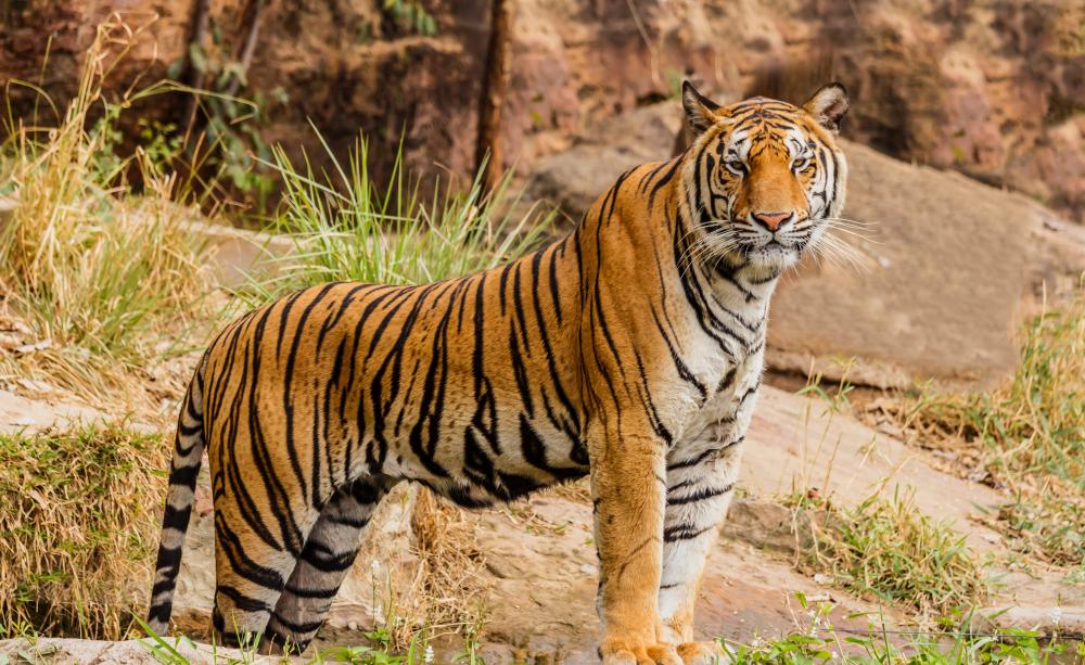 Bengal tiger