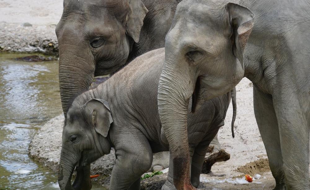 Elephants