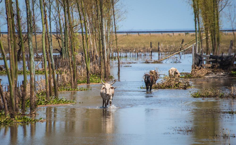 Animals suffer Cyclone Idai aftermath