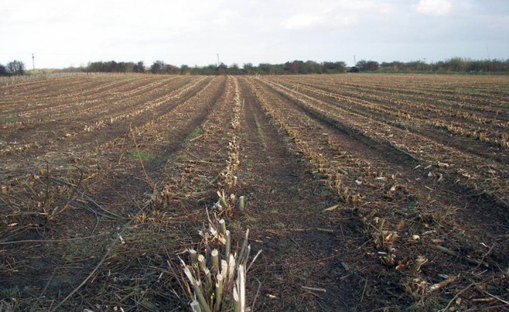 Biomass harvest