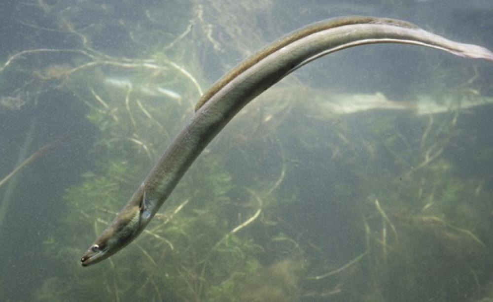 Why saving the European eel matters Most Endangered Fish Species