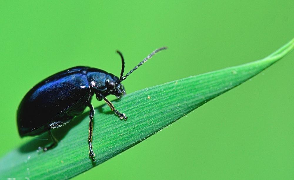 Bug crawling on leaf
