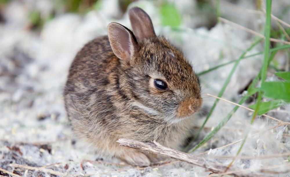 Rabbit