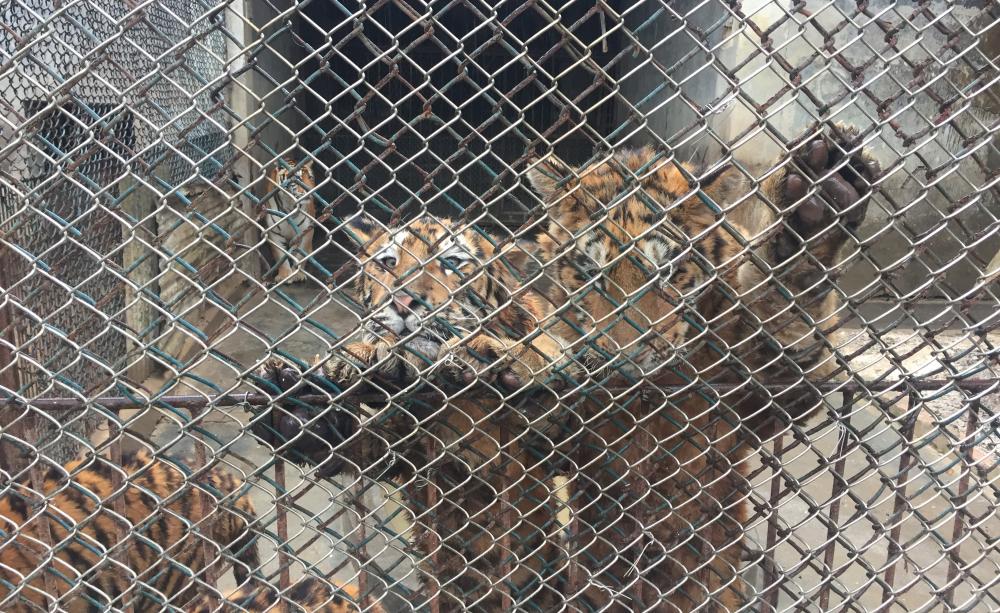 caged animals
