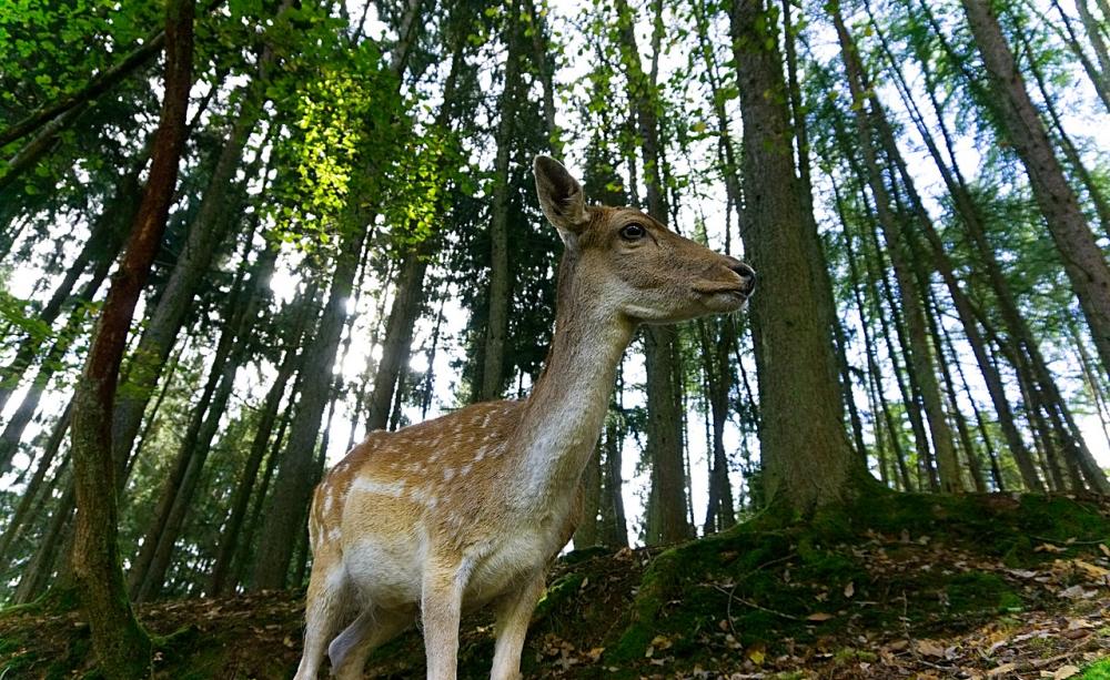 Animals 'can't adapt to climate breakdown' Animals 'can't adapt to climate breakdown'