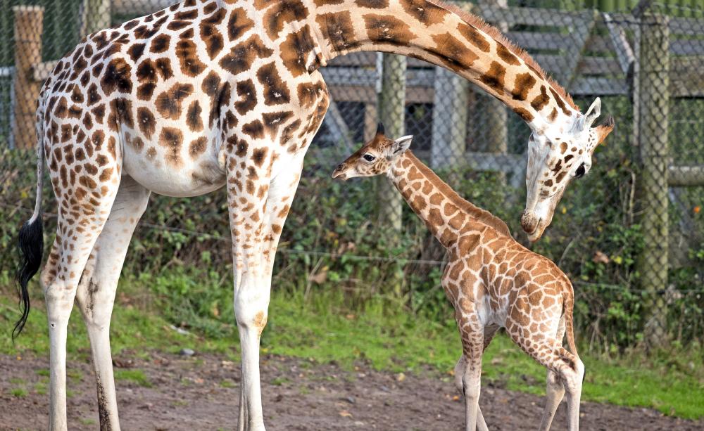 Trade in giraffe products to be regulated