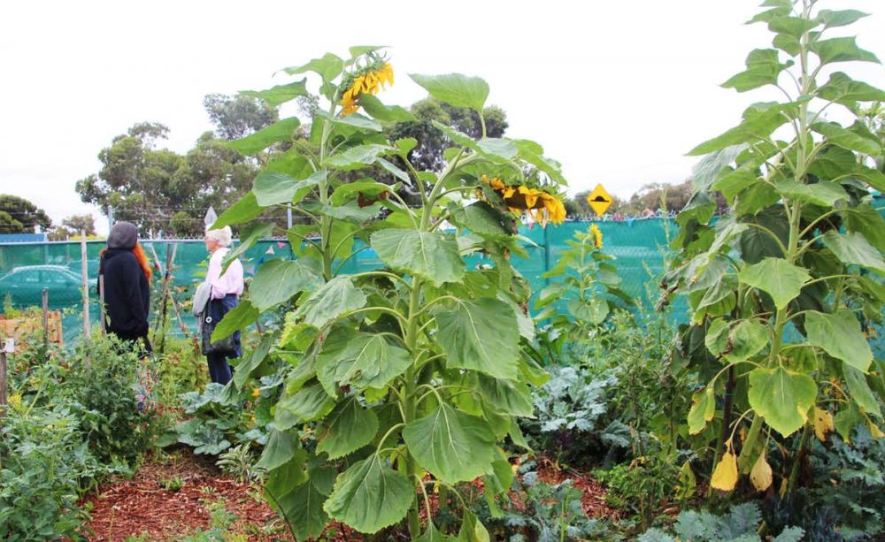 Sustainable Fawkner’s ‘Dandelion Patch