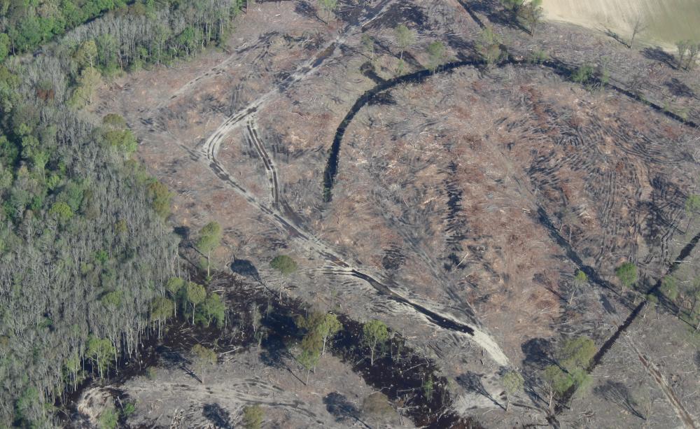 A clearcut of a mature hardwood forest in North Carolina from which Enviva sources wood for pellet manufacturing