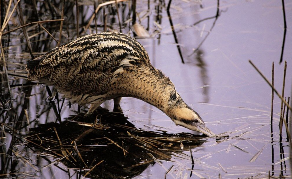 Bittern
